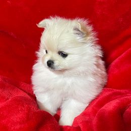 Holly - White female Pomeranian puppy in Titus, Alabama from Harmony Pomeranians