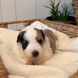Bud - male Australian Mountain Doodle puppy in Tryon, North Carolina from Melrose Mountain Farm