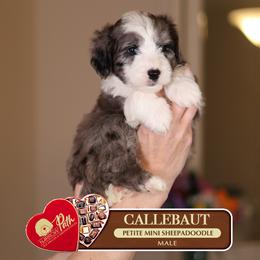 Callebaut - Merle male Sheepadoodle puppy in Cleveland, Tennessee from Narrow Path Old English & Sheepadoodles