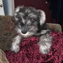 Miniature Schnauzers from David's Pups