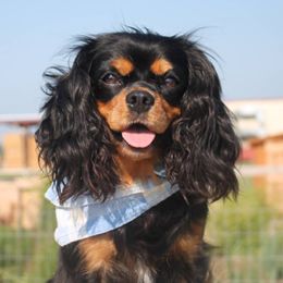 Breeze - Cavalier King Charles Spaniel