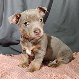 Peanut - Silver and white male Teddy Roosevelt Terrier puppy in Claremore, Oklahoma from Travelin' Man Terriers