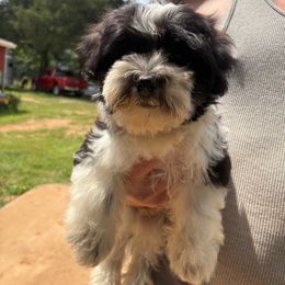 Boy 1 - Black and white male Havanese puppy in Danville, Alabama from Candy Cross' Havanese and Miniature Poodles
