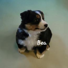 Bea - Black tri female Miniature Australian Shepherd puppy in Waxhaw, North Carolina from Cane Creek Aussies