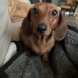 Fallon - Dachshund