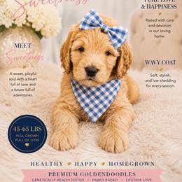 Sweetness - Cream female Goldendoodle puppy in Aurora, Illinois from Chicago Goldendoodles