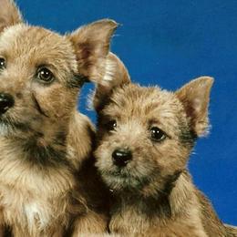Norwich Terriers from Janora
