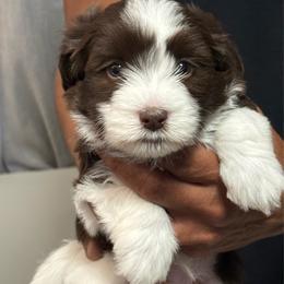 Coco - Chocolate female Havanese puppy in Wappapello, Missouri from Titanium Havanese LLC