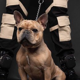 Nova - French Bulldog