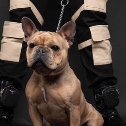 Nova - French Bulldog