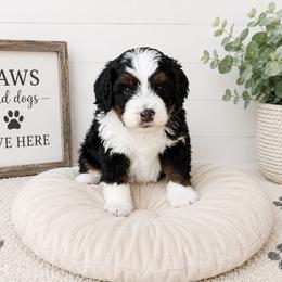 McIntosh - Tri-color male Bernedoodle puppy in Atwood, Oklahoma from Luxe Doodle Haven