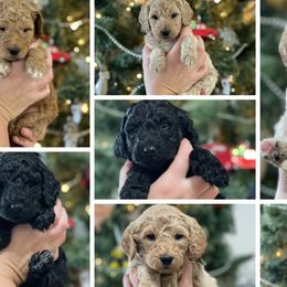 Labradoodles from Powers Doodles
