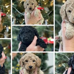 Labradoodles from Powers Doodles