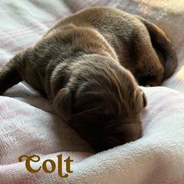Colt - Brown male Newfoundland puppy in Brandenburg, Kentucky from Bluegrass River Newfoundlands