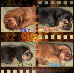 TBD-1st pick male reserved-3 spots open - Red male Bloodhound puppy in Inman, Nebraska from Sandhill Hounds of Nebraska