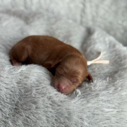 Glow - Red  female Goldendoodle puppy in Wharton, Texas from Little Fur Friends