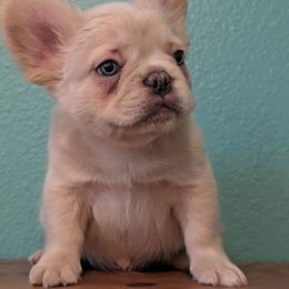 Boy 1 - White male French Bulldog puppy in Battle Ground, Washington from Ferguson's Bulldogs