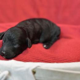 Girl 6 - Black female Poodle puppy in Bauxite, Arkansas from Mountain Ridge Poodles