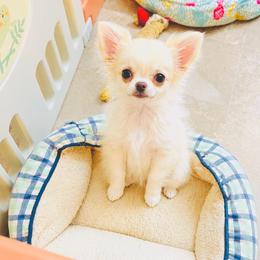 White Angel, price 9980(show quality) - White female Chihuahua puppy in Santa Rosa Beach, Florida from Eva's Chihuahua