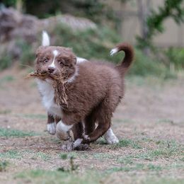 Border Collie Puppies from Overdrive Border Collies