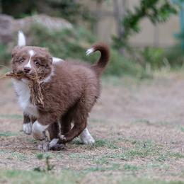 Border Collie Puppies from Overdrive Border Collies