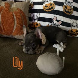 Lily - Tricolors French Bulldog puppy in Rhode Island from Heaven Sent Frenchies
