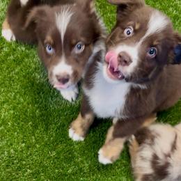 Braum - Red tri-color male Australian Shepherd puppy in Tucson, Arizona from TTTNT Aussies