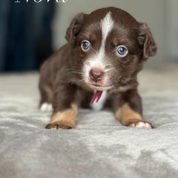 Nova - Red tri-color female Miniature American Shepherd puppy in Greenwood, Indiana from Barnaby’s Barn Dog’s