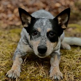 Calypso - Australian Cattle Dog