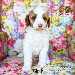 Glory - female Bernedoodle puppy in Clinton, Oklahoma from Golden Paws Fur Babies