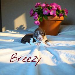 Breezy - Red tri-color female Aussiedoodle puppy in Ellenburg Center, New York from Kristin's Puppies