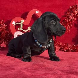 Blaze - Black male Dachshund puppy in Lincoln, Arkansas from Red Dirt Dachshunds
