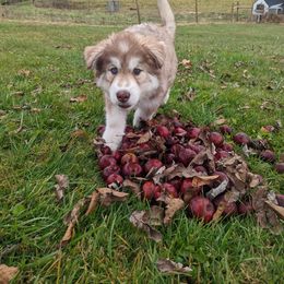 Siberian Husky Puppies from Wyant Farms