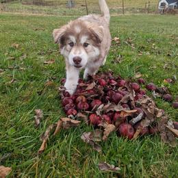 Siberian Husky Puppies from Wyant Farms