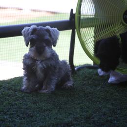 Adriana - Salt and pepper female Miniature Schnauzer puppy in San Bernardino, California from Rose Lane Schnauzers