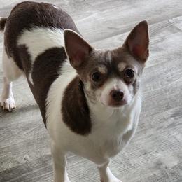 Mocha - Chihuahua