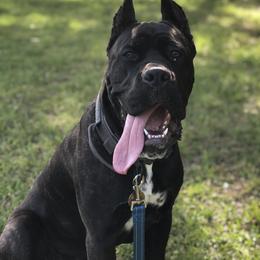 Cane Corso Puppies from Relic Cane Corso