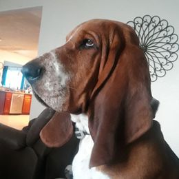 None - Basset Hound