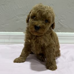 Red girl 3 - Red  female Poodle puppy in Williston, Florida from JD French Bulldogs, Mini Poodles, and Border Collies
