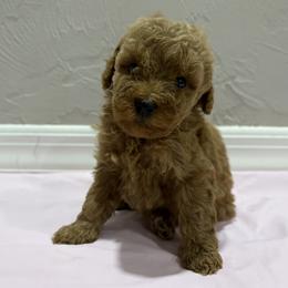 Red girl 3 - Red  female Poodle puppy in Williston, Florida from JD French Bulldogs, Mini Poodles, and Border Collies