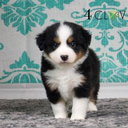 Basset Fauve de Bretagne and Miniature American Shepherd Puppies from 4 Clovers Miniature American Shepherds