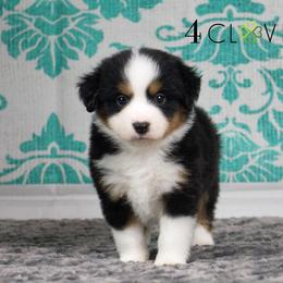 Basset Fauve de Bretagne and Miniature American Shepherd Puppies from 4 Clovers Miniature American Shepherds