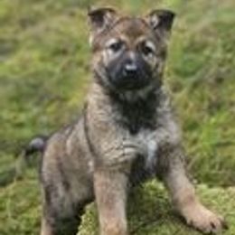 German Shepherd Puppies from vom Grenze Stadt German Shepherd Dogs