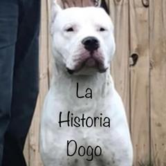 Tino de La Historia - Dogo Argentino