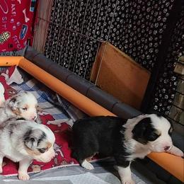 Australian Shepherd and Golden Retriever Puppies from Barking Creek Ranch