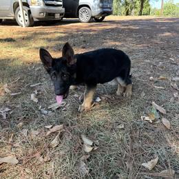 Red, white, and blue color - Black and tan female German Shepherd puppy in Atlanta, Texas from Riverfarm K-9s