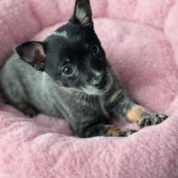 Miss Bella - tiny runt girl - Blue female Australian Cattle Dog puppy in Kalispell, Montana from BTR Australian Cattle Dogs