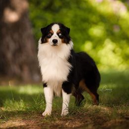 Johnny - Miniature Australian Shepherd