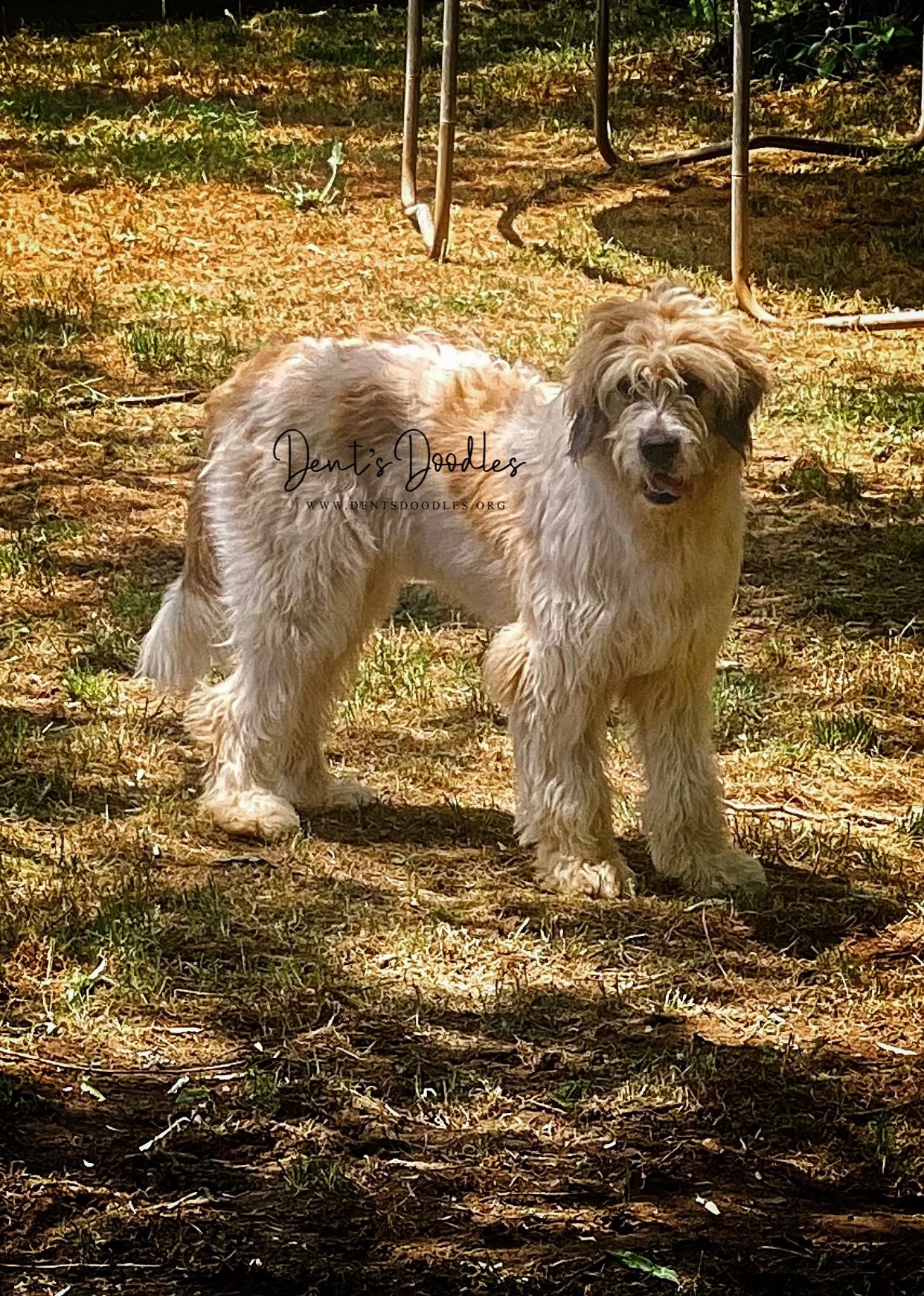 Aspen  - Saint Berdoodle