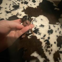 Tiny boy - Blue and gold male Yorkshire Terrier puppy in Yukon, Oklahoma from Tiffs Yorkie babies